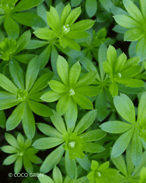 Waldmeister 