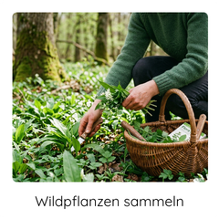 2 Ein Frau sammel im Wald Wildkräuter. Neben ihr steht ein Korb mit Wildpflanzen