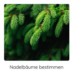 6 Brennnesselgemüse in der Pflanne