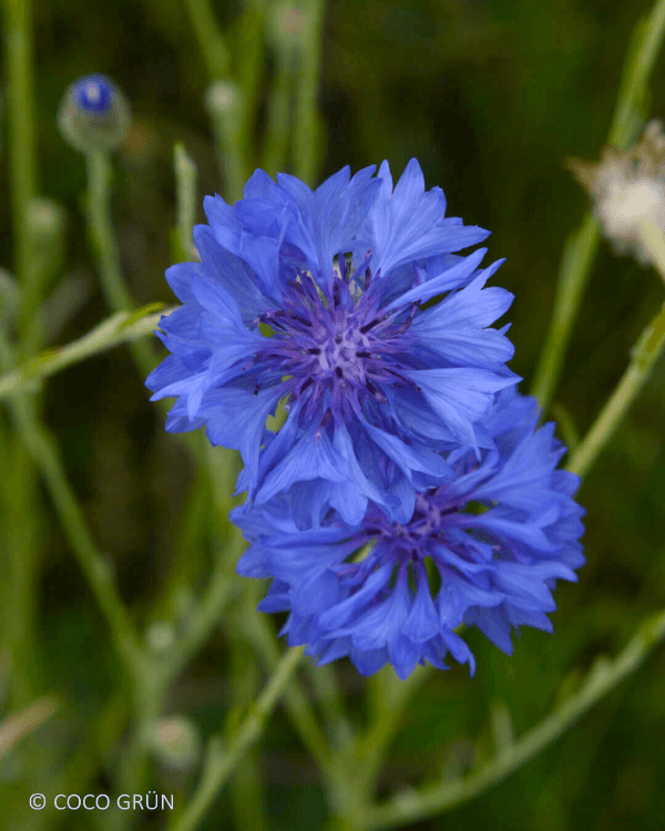 Kornblumenblüten