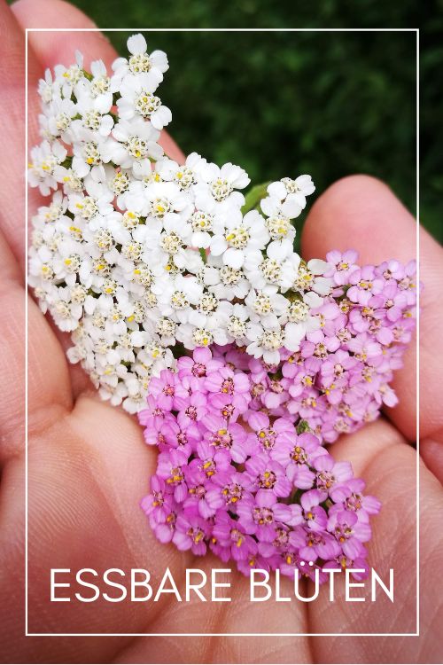 Essbare Blüten COCO GRÜN