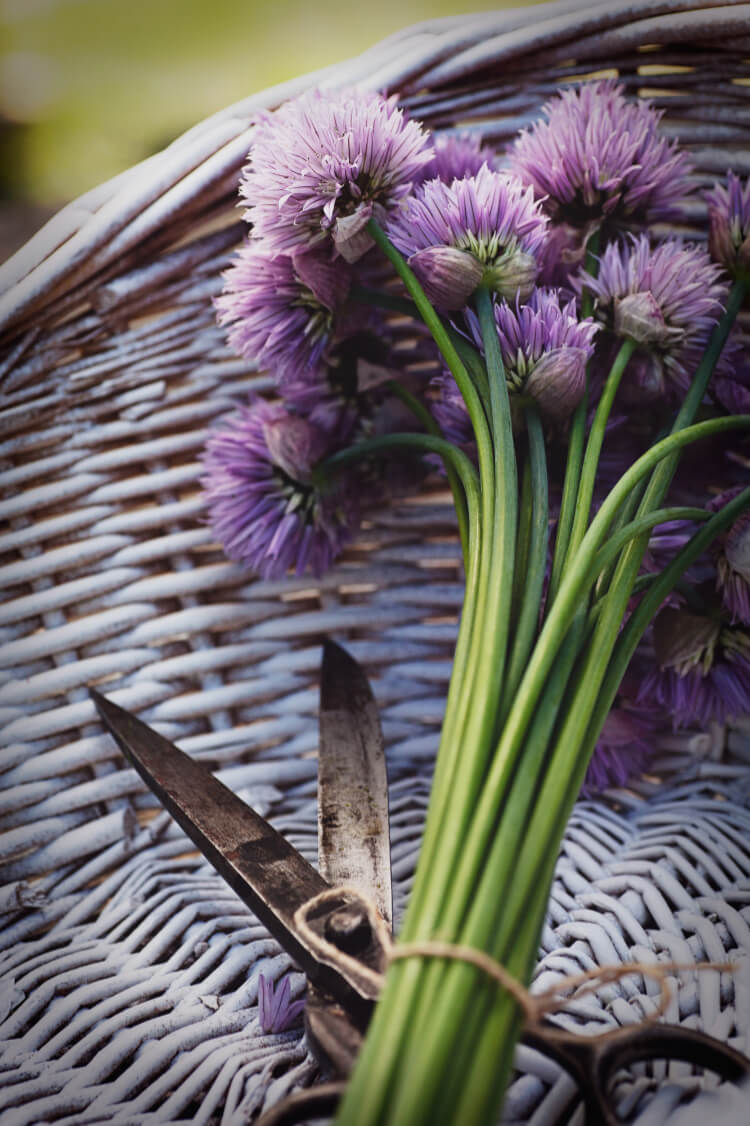 Schnittlauch mit Blüten liegt in einem Korb mit Schere Schnittlauch mit Blüten liegt in einem Korb mit Schere