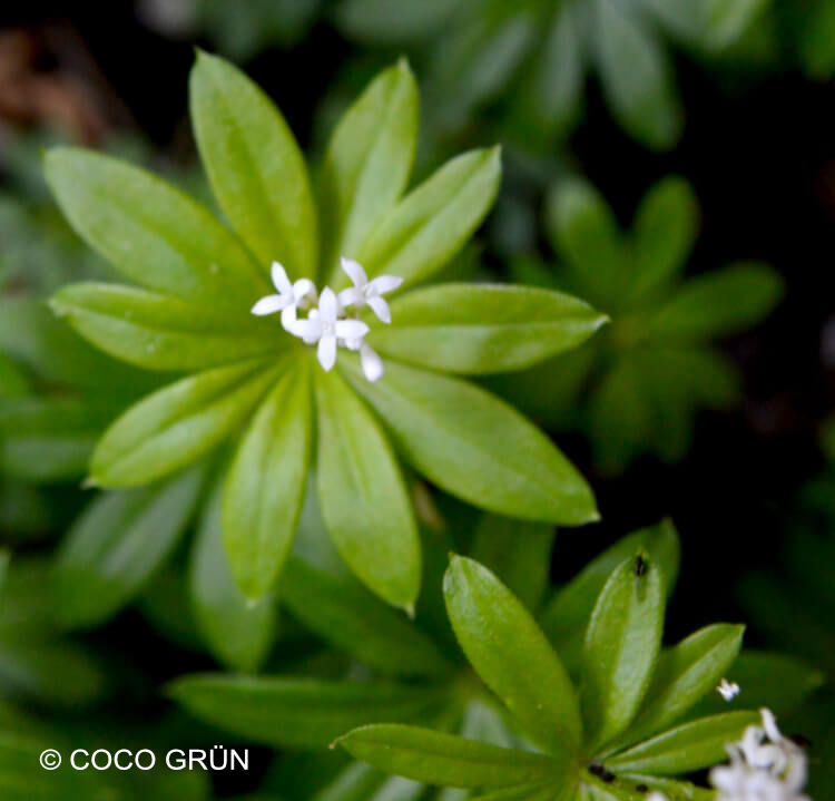 Waldmeister COCO Grün Waldmeister COCO Grün