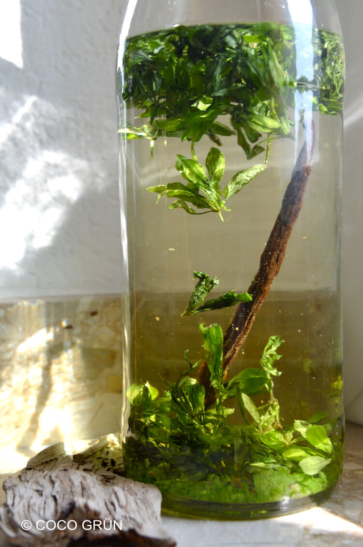 Waldmeistersirup mit Vanillestange COCO Grün Waldmeistersirup mit Vanillestange COCO Grün