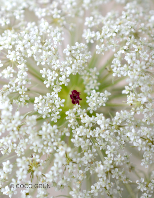 Wilde Möhre Blüte wie Spitze COCO GRÜN