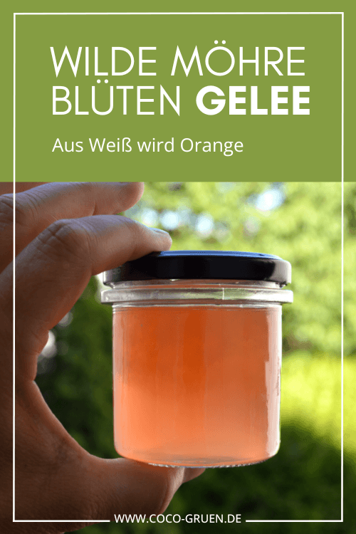 Wilde Möhre Gelee COCO GRÜN Rezept