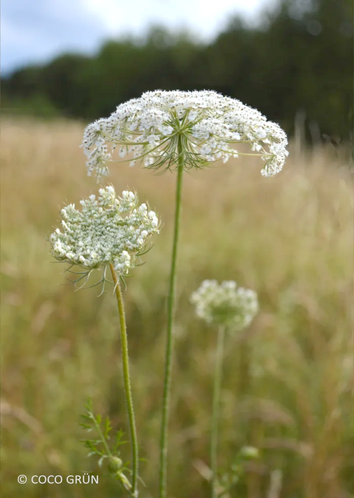 Wilde Möhre Blüte