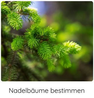 Grüne Maispitzen eines Nadelbaums COCO GRÜN