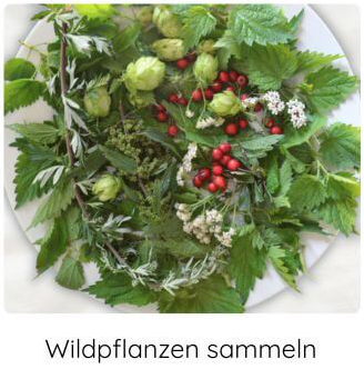 gesammelte Wildpflanzen auf einem Teller COCO GRÜN