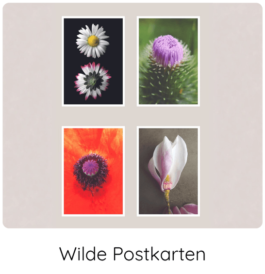 4 Postkarten mit Blüten von Wildpflanzen